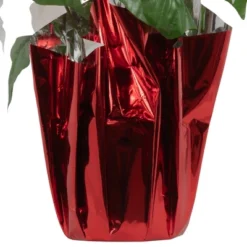 Northlight 14.5" White Artificial Christmas Poinsettia With Red Wrapped Base -Northlight GUEST 92ac672c 696d 4013 8c71 de671af28eab